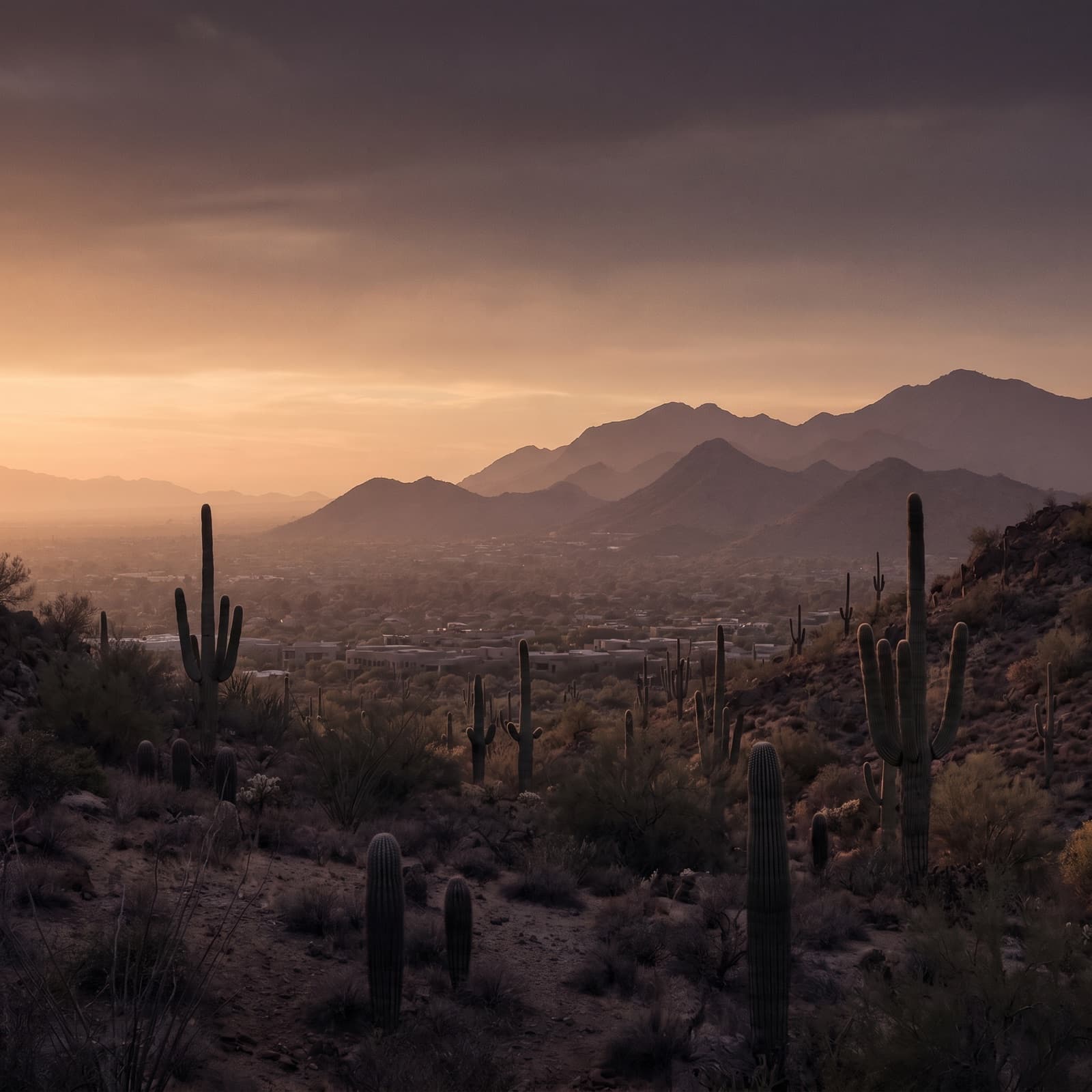 Scottsdale, AZ — Sunset over the McDowell Sonoran Preserve with saguaro and the McDowell Mountains above North Scottsdale