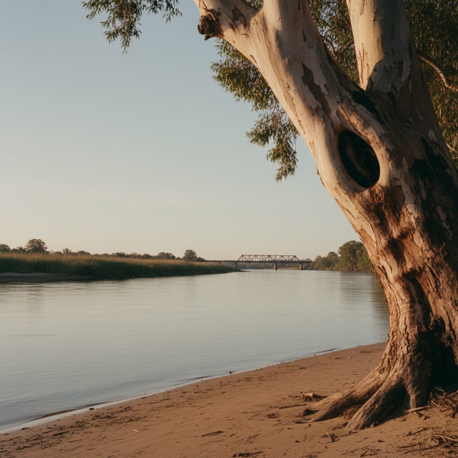 Wagga Wagga, NSW — The Murrumbidgee River at Wagga Beach in late afternoon, river red gums leaning over the water, soft summer light, the distant outline of a single grain silo on the horizon. Earth tones, deeply regional NSW, no city skyline, no obvious landmarks.